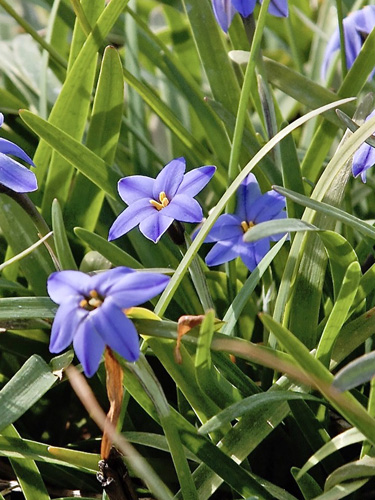 Ipheion uniflorum Jessie 4/+, 100 kusov  